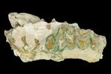 Oreodont (Merycoidodon) Jaw Section - South Dakota #136038-1
